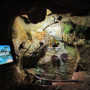 Blue-Bellied Roller Exhibit - shockingly small