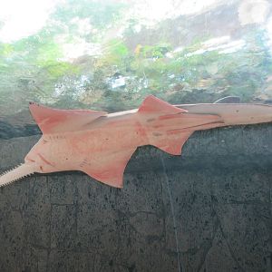 Sawfish