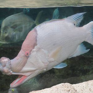 Extraordinary Looking Fish!