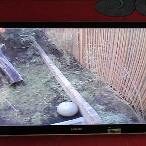 Jaguar Exhibit - video screen image of Jaguar exhibit with grass