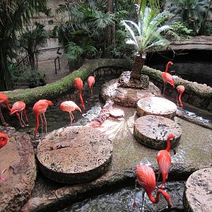 Flamingo Exhibit - very small