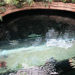 Sawfish/Brown Shark Exhibit