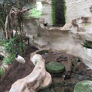 Jabiru Stork Exhibit
