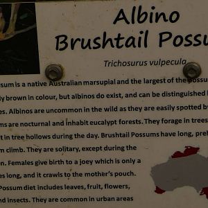 Sign for Albino Brushtailed Possum