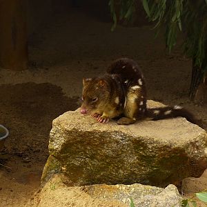 Spotted Quoll