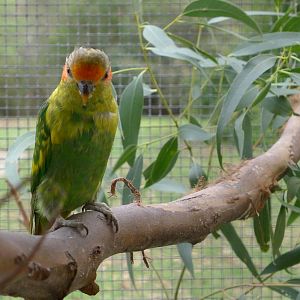 Musk Lorikeet