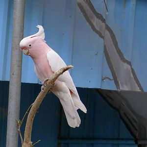 Major Mitchel Cockatoo