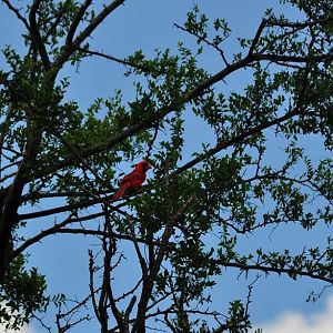 Northern Cardinal wild