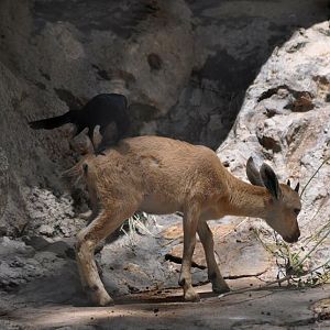 Nubian Ibex not thrilled with Great Tailed Grackle