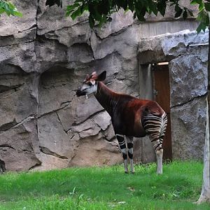 Okapi Exhibit