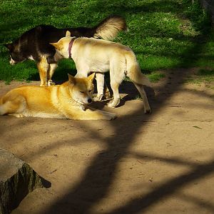 Alpine Dingos - 3 colours