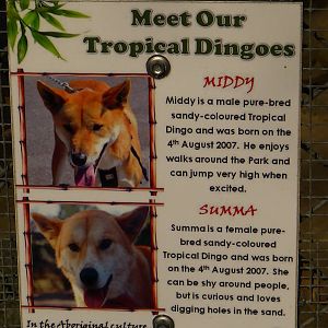 Sign for Tropical Dingos