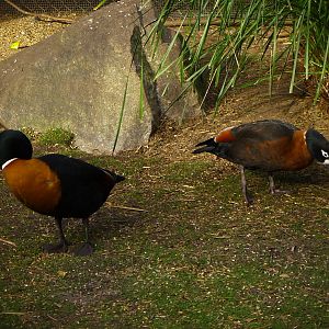 Mountain Shell Duck Pair