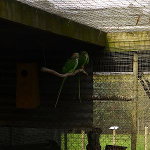 Alexanderine Parrots