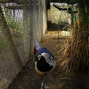 Lady Amhurst Pheasant
