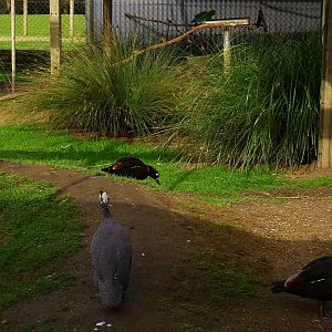 Guinea Fowl, Mountain Shell Duck & Ecelectus Parrots