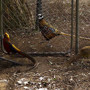 Golden & Reeves's Pheasants