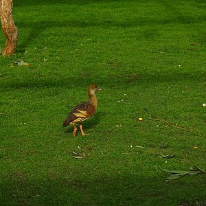 Plumed Whistling Ducks