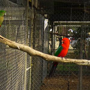 King Parrots