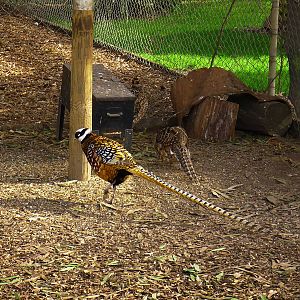 Revees's Pheasant trio