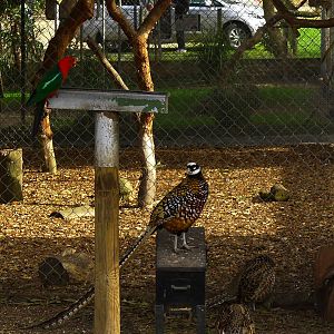 King Parrot & Reeves's Pheasants