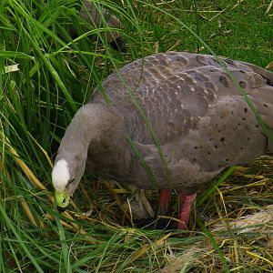 Cape Barren Goose