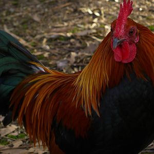 Red Jungle Fowl Cock