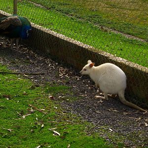 Albino Bennets Wallaby