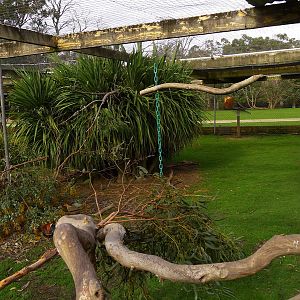 Avairy for Galahs, Cape Barren Geese & Red Jungle Folw