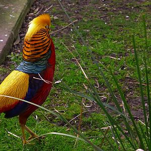 Golden Pheasant Cock