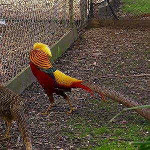 Golden Pheasants - displaying