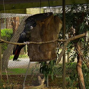 Red Tailed Black Cockatoo