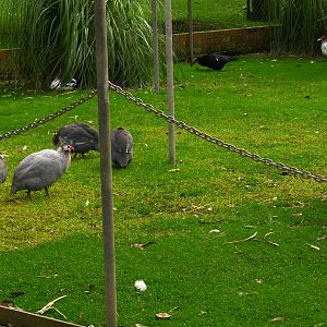 Peafowl walk thru avairy