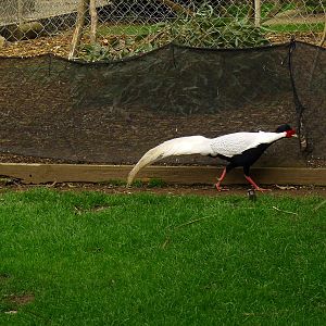 Silver Pheasant