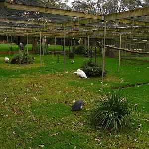 Peafowl walk thru avairy