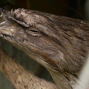 Twarney Frogmouth