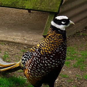 Reeves's Pheasant