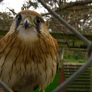 Nankeen Kestral