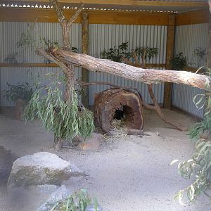 Tiger Quoll enclosure