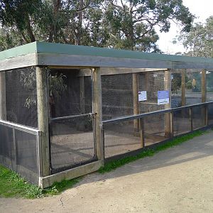 Tiger Quoll enclosures