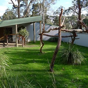 Koala - out door area
