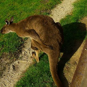 Kangaroo Island Kangaroo