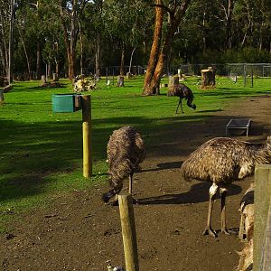 Emu paddock