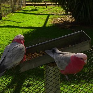 Galahs
