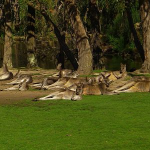Eastern Grey Kangaroos