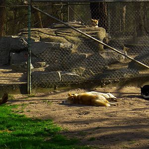 Dingo enclosures