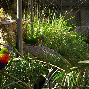 Rainbow Lorikeets