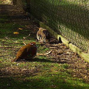 Bush Bronze winged pidgeons