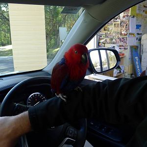Ecelectus Parrot at teh entrance gates