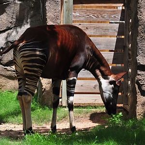 Okapi
